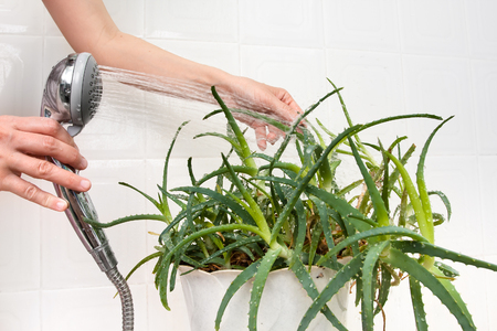 succulentes-salle-de-bain