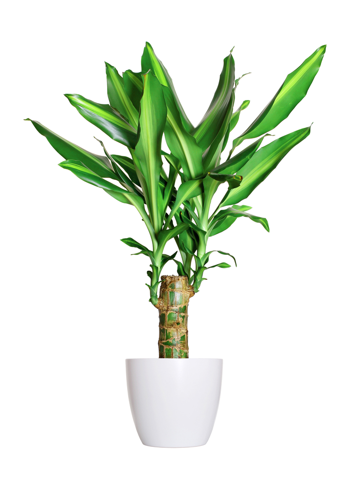 dracaena - air -sec