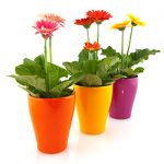 gerbera-en-pot