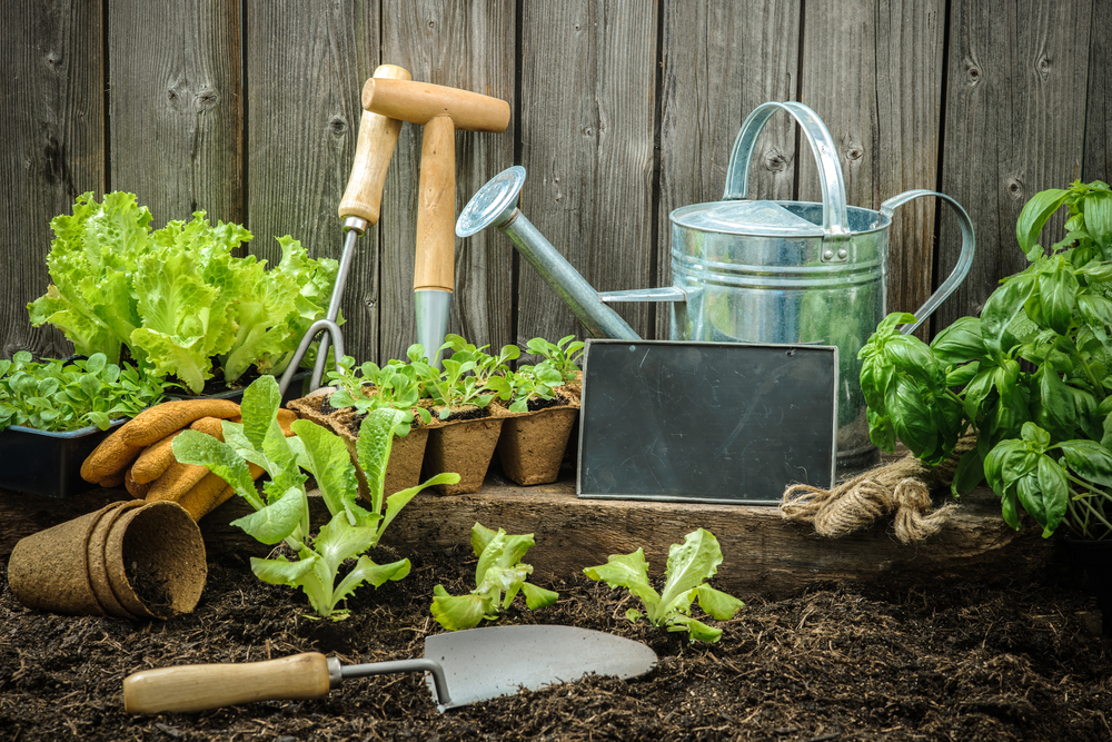 potager septembre